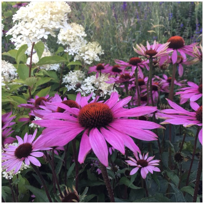 Närbild av rosa rudbeckia blommor med mörkrött centrum på en blomrabatt, tagen i skymningen.