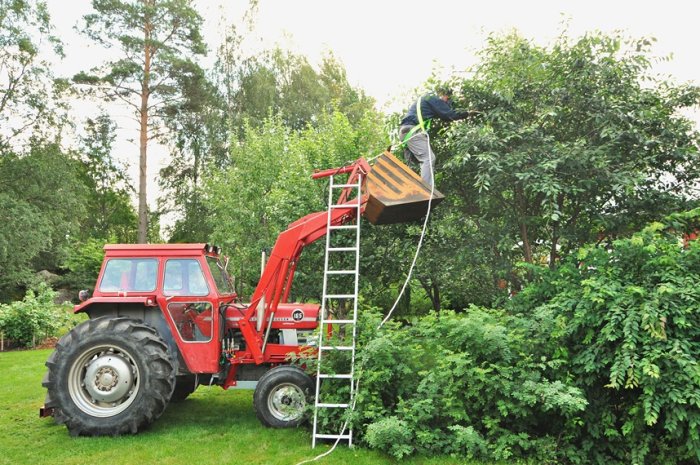 Person plockar körsbär från ett träd med hjälp av en traktor och en stege.