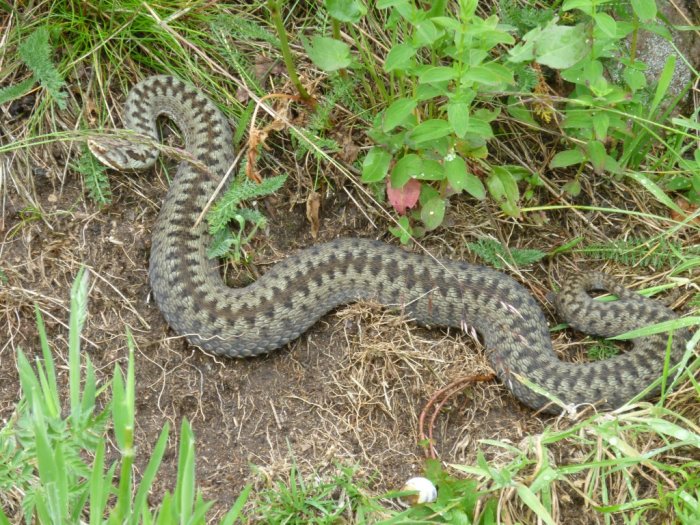 Orm som ringlar i gräset nära sten och vegetation.