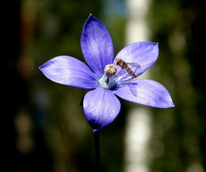 Blå klätterklocka, Codonopsis vinciflora, med en biinsekt på blomman.
