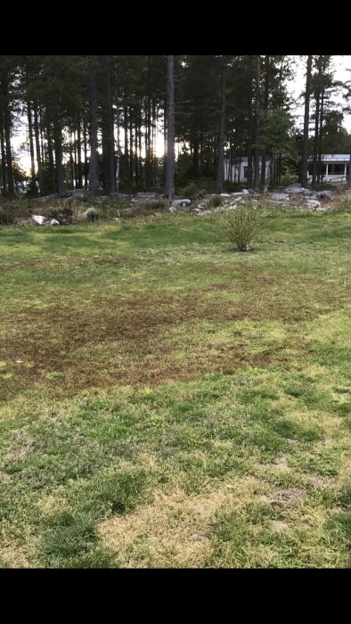 Gräsmatta med ojämn tillväxt och bruna ogrästuvor, träd och en byggnad i bakgrunden.