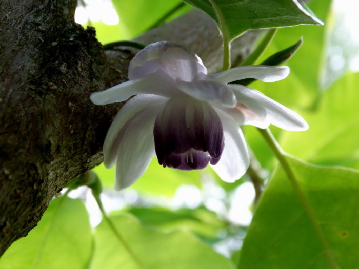 Närbild på Anemonopsis macrophylla, en porslinsanemon med vita och lila kronblad, mot gröna löv och träbakgrund.