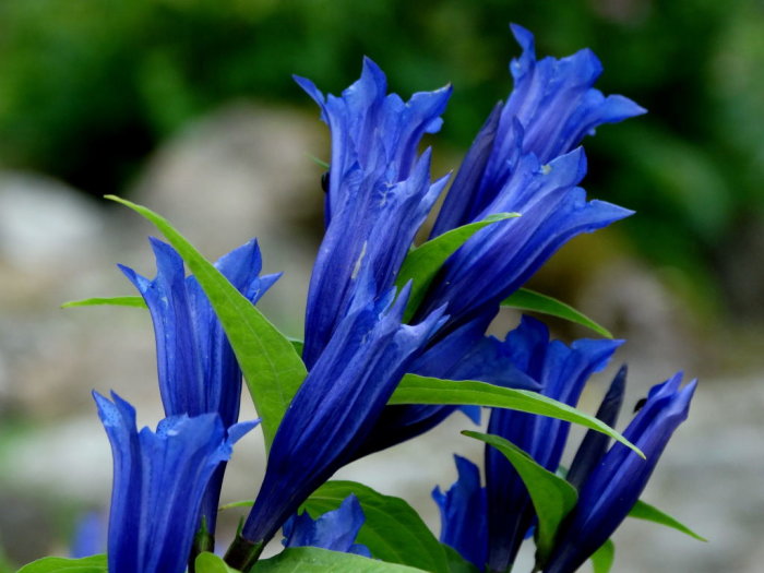 Blåa knippgentiana-blommor (Gentiana asclepiadea) i närbild mot suddig grön bakgrund.