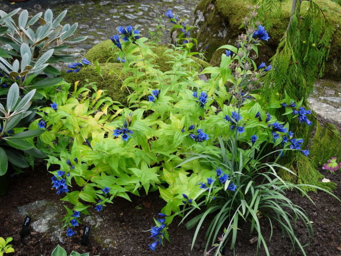 Blomstrande porslinsanemon och knippgentiana i en trädgård.