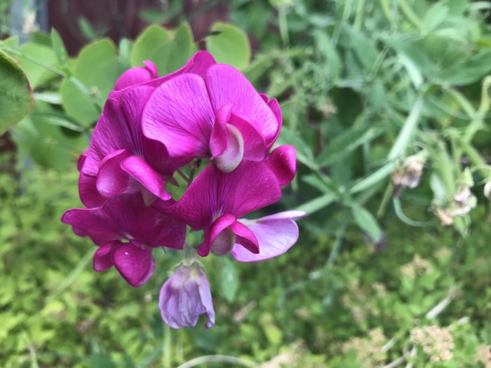 Lila knölvial (Lathyrus tuberosus) i blom mot grön växtbakgrund.