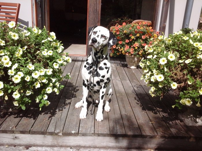 Dalmatiner sitter på trätrall framför blommande surfiniaplanteringar.