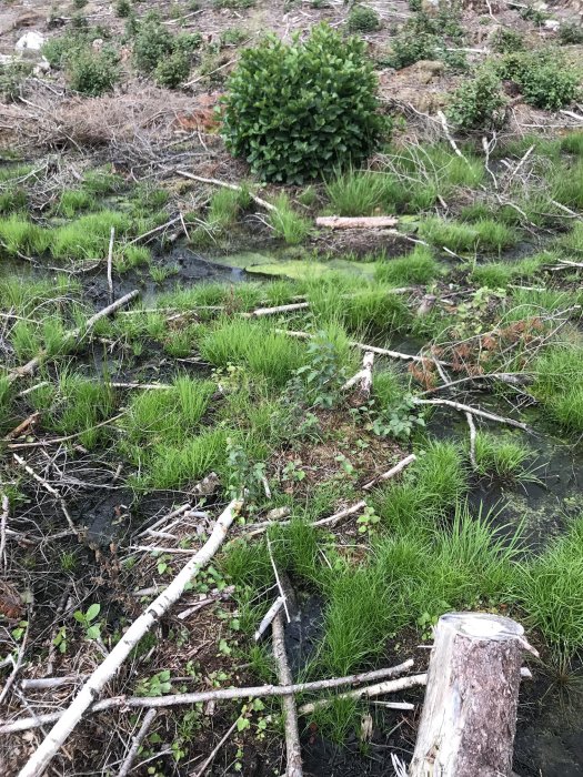 Blöt tomt med stående vatten omringat av gräs och nedfallna grenar.