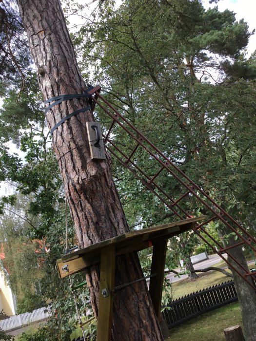 Linbana fästad vid en pinjeträd med stroppar och dämpningsfjädrar, omgiven av gröna träd i en trädgård.