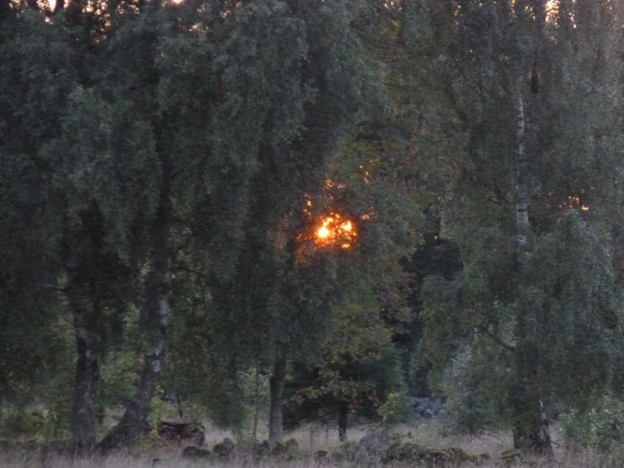 Solnedgång skimrar genom trädtopparna i en skog, påminnande om eld.