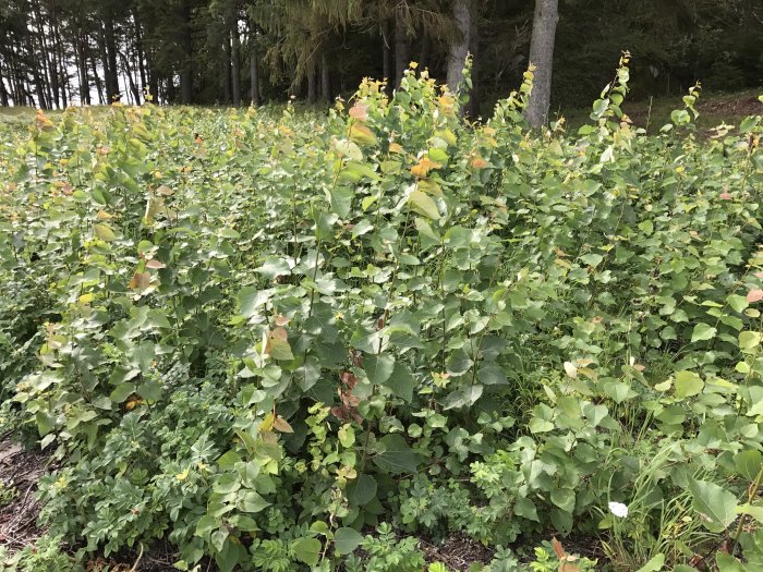 Tät vegetation med varierande gröna blad som misstänks vara parkslide, med träd i bakgrunden.