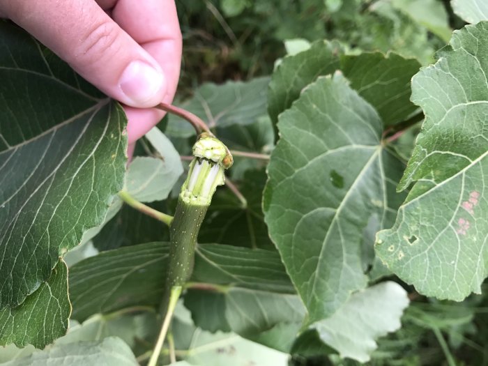 Hand håller ett avsnitt av möjlig parkslideväxt med synliga blad och avklippt stjälk.