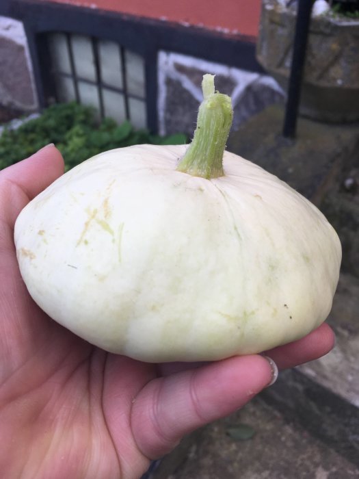 Hand håller en vit musselsquash med rund form framför en stentrappa och husvägg.