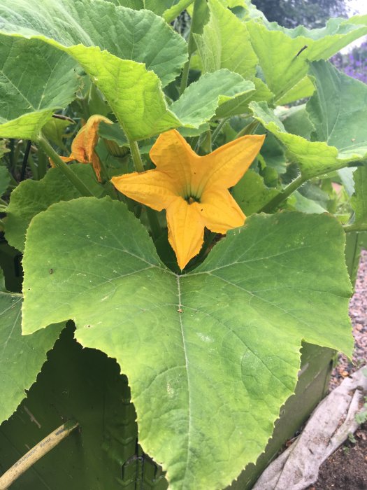Gul squashblomma i förgrunden med stora gröna blad i en trädgårdsodling.