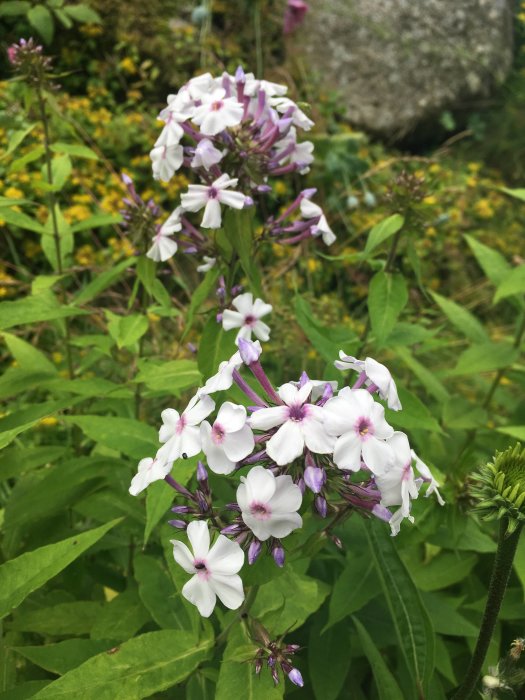 Vitblommande flox i trädgård med gröna blad och gula blommor i bakgrunden.
