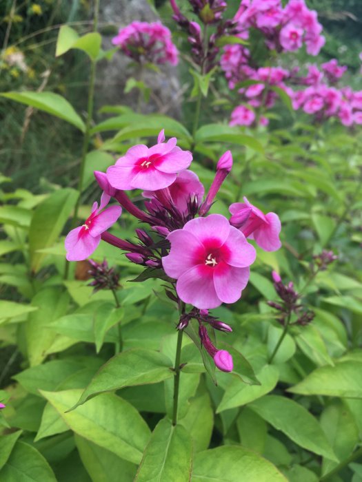 Rosa floxblommor och knoppar med gröna blad i en trädgård.