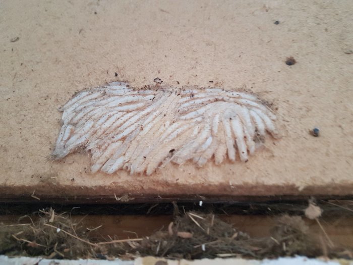 Torkad växtliknande parasit mellan trätimmer och väggskiva i en gammal stuga, ungefär 15-20 cm stor.