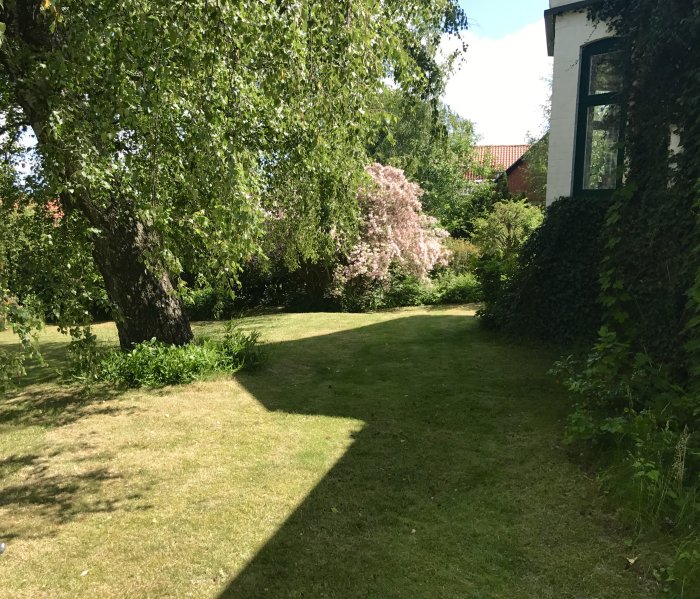 Lummig trädgård med gräsmatta och blommande buskar vid en tegelvilla, skuggor av träd på gräset.