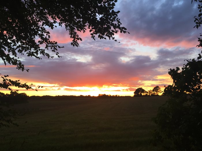 Solnedgång med orange och rosa himmel över ett fält, silhuetter av träd och löv i förgrunden.