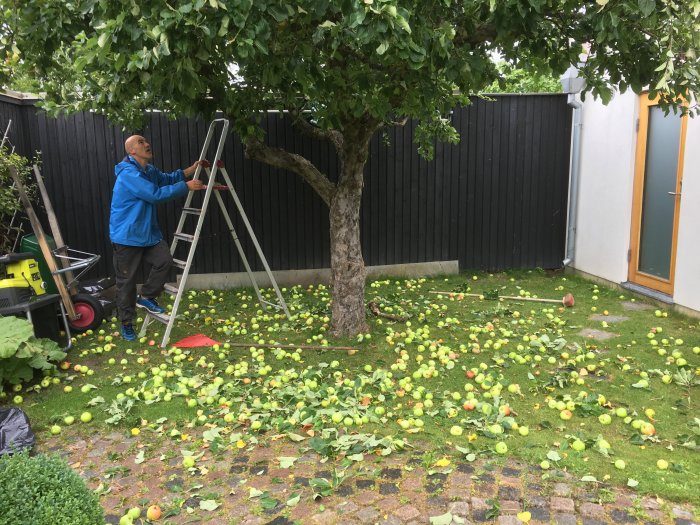 Person på stege skakar ned äpplen från träd, många äpplen på gräset under trädet.