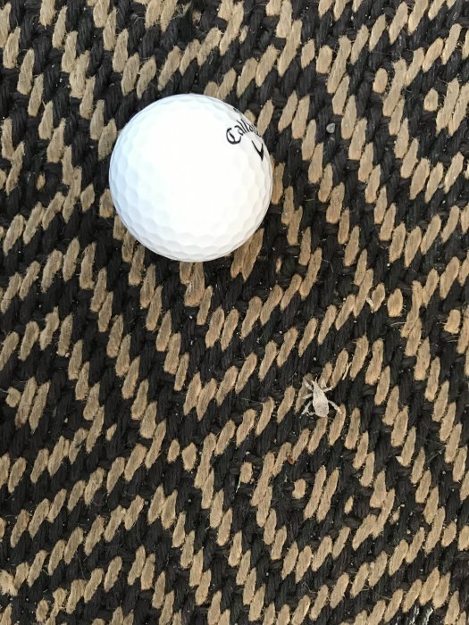 En golfboll bredvid en liten brunaktig varelse på ett svart och beige mönstrat underlag.