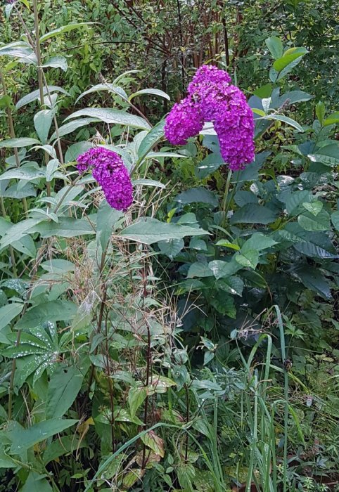 Fjärilsbusken blommar dok.jpg