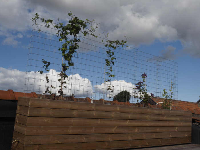 Klättringsgrönska av klematis som växer på staket ovanför en träbädd mot en himmel med moln.