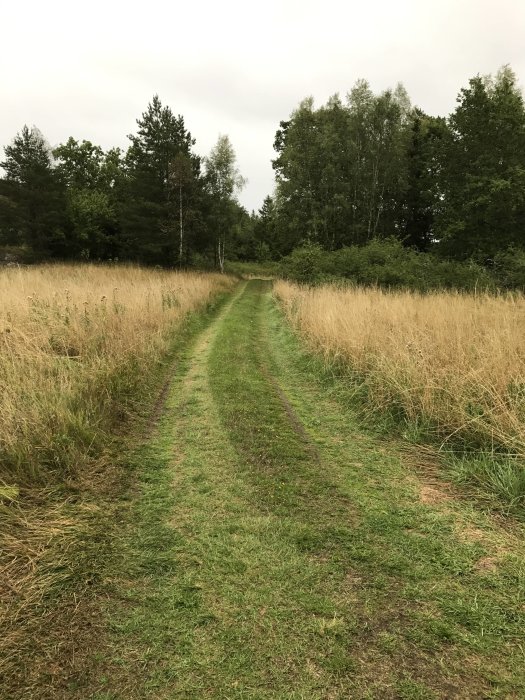 En lantlig grusväg omgiven av högt gräs och träd efter en torr sommar utan synliga diken.