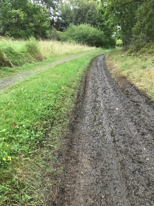 En lantlig grusväg utan diken efter en torr sommar, omgiven av grönt gräs och buskar.