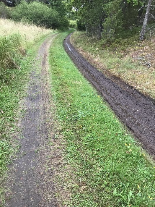 En smal lantlig väg som slingrar sig genom grönskande natur med spår av hjulspår i fuktig mark.