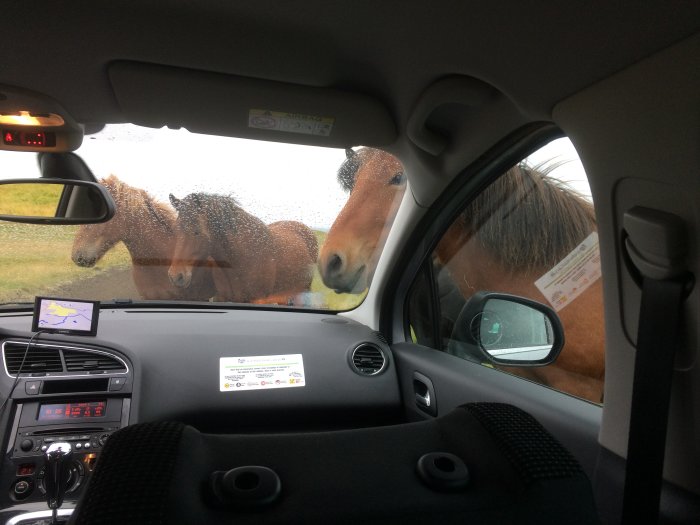 Hästar tittar in genom ett bilfönster på en regnig dag, med en GPS-enhet som visar.