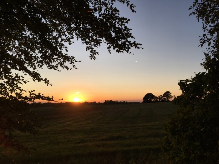 Solnedgång över ett öppet fält inramat av träd med en klar himmel.