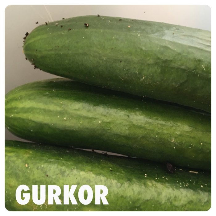 Tre färska skördade gurkor staplade på varandra med texten "GURKOR" nedtill.