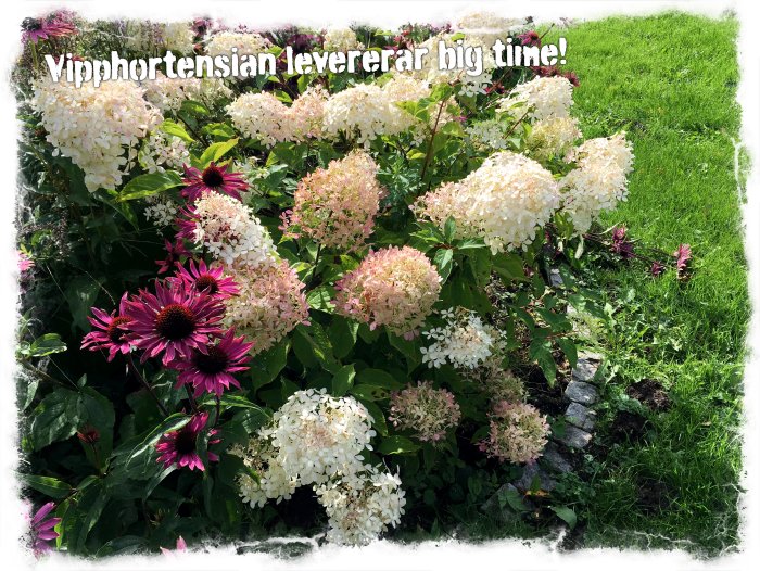 Lummig trädgård med blommande vipporthensior och lila blommor, text "Vipporthensian levererar big time!".