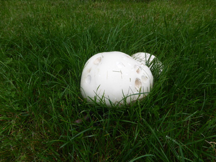 Stor Langermannia gigantea-svamp med 25 cm diameter i grön gräsmatta.