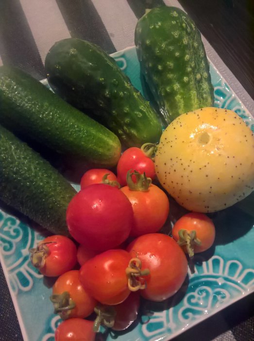 Färska grönsaker med tomatplantor och gurkor på ett turkosfärgat fat.