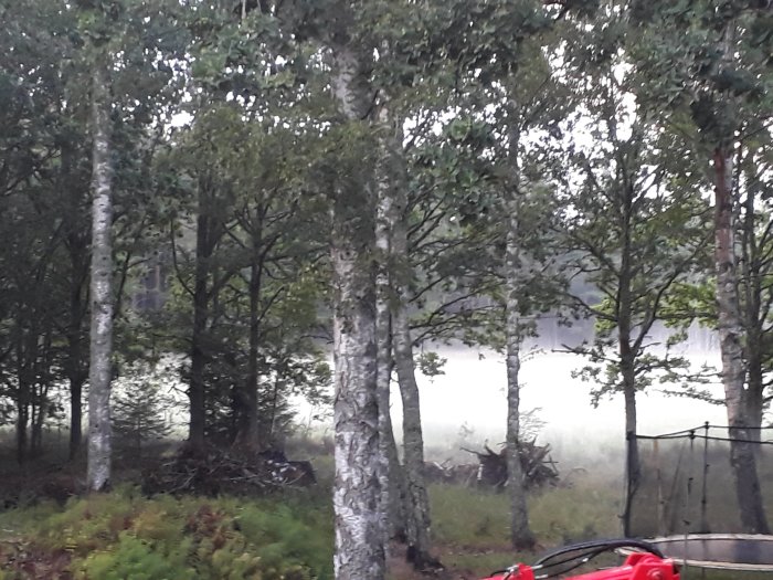 Dimmig utsikt genom ett fönster med björkträd och en glimt av ett rött fordon i förgrunden.