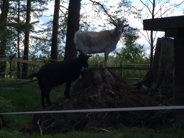 Två getter i en hage, en vit get står på en trädstubbe och en svart vid sidan.