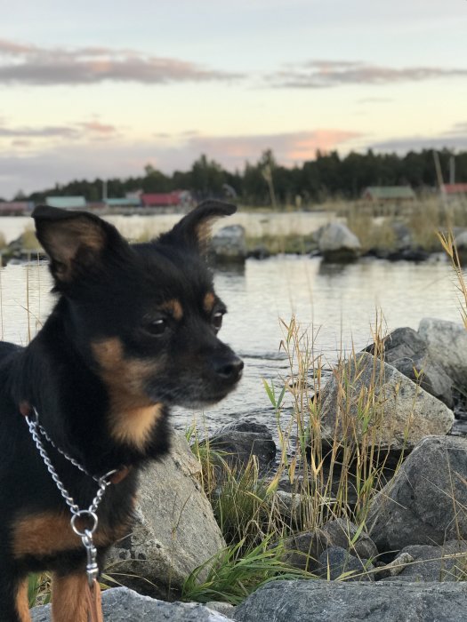 Hund i förgrunden med suddig bakgrund av vass, stenar och vattendrag vid skymning.