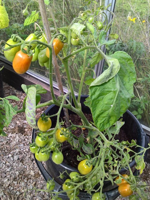 Tomatplantor med både gröna och mogna tomater i olika storlekar som växer i en svart planteringskruka.