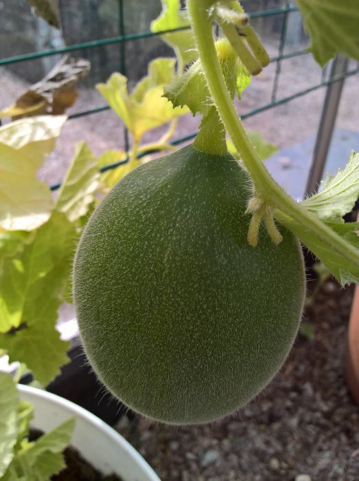 Omoget grönt melonfrukt på planta, omgivet av blad i ett växthusmiljö.