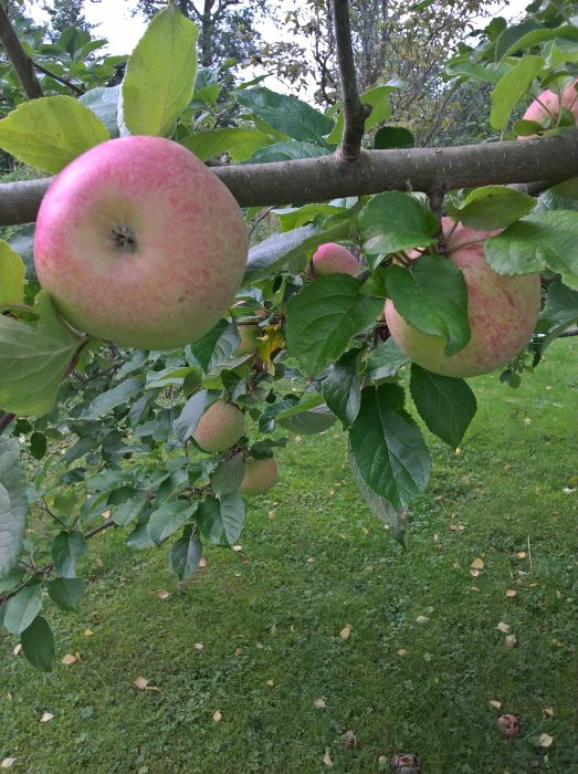 Mogna äpplen på gren i trädgården, grönt gräs och löv på marken.
