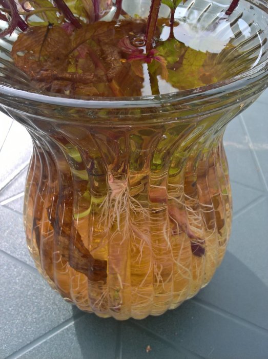 Rötter från en planta i genomskinlig behållare med vatten, synliga i dagsljus.