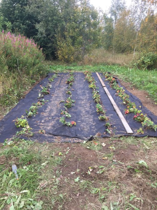 Nytt, större jordgubbsland med plantor ordnade med utrymme, täckt av svart markduk.