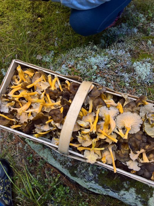 Trattkantareller och trumpetsvampar i en svampkorg i skogen.