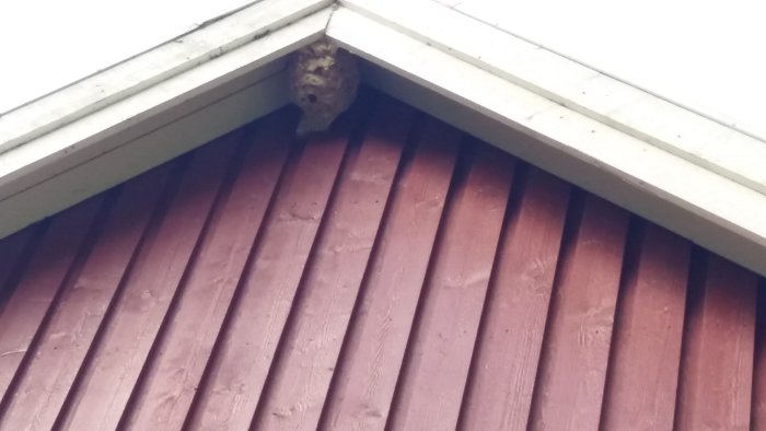 Ett bålgetingbo under taknocken på en rödmålad träfasad.