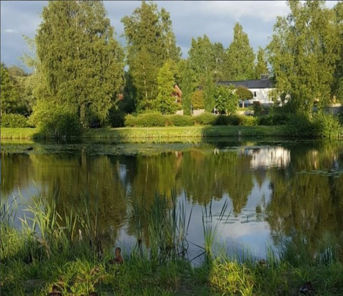 Hus vid en damm omgiven av grönska, med träd och spegling i vattnet.