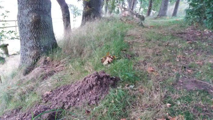 En vattensork ligger på gräset framför sitt bo nära en mullvadshög i en trädgård.