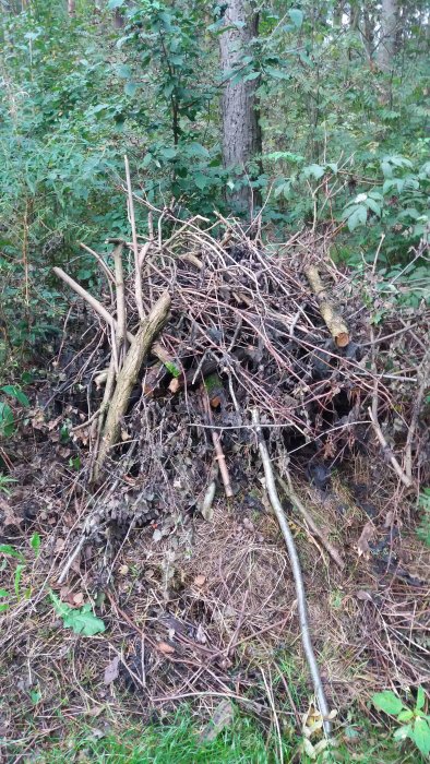 En hög med eklöv, gräsklipp och grenar i en skog, anpassad som vinterbo för igelkottar och paddor.