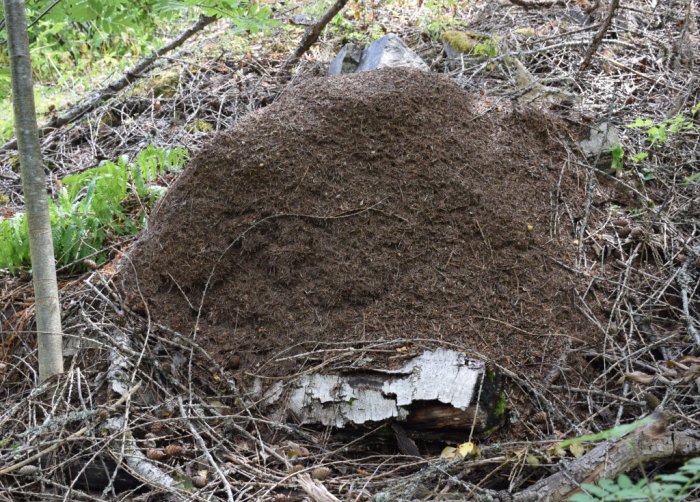 En stor myrstack i skogen byggd av barr och grenar.