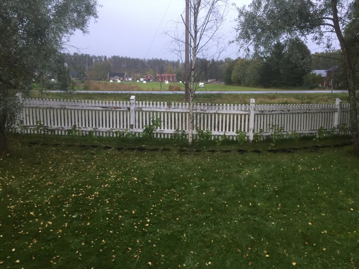 Syrenskott planterade längs ett vitt staket med öppet landskap i bakgrunden.